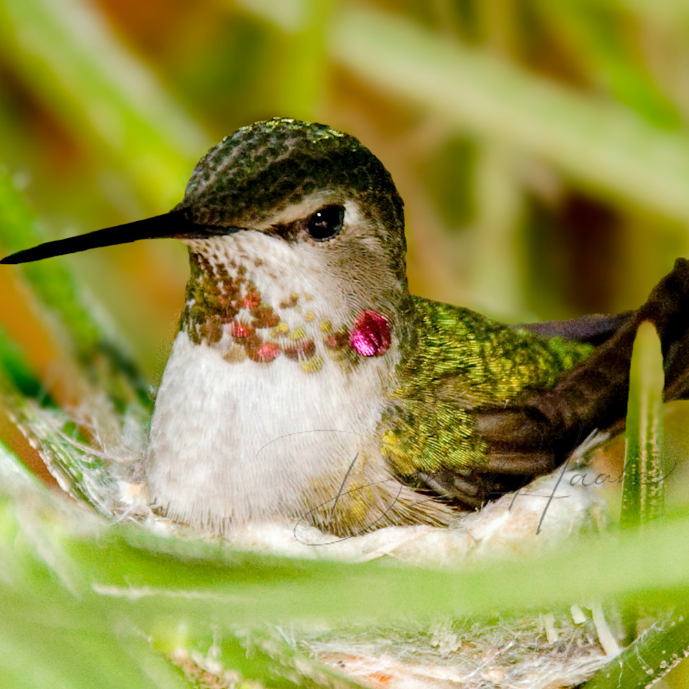Hummingbird in nest qf8mau