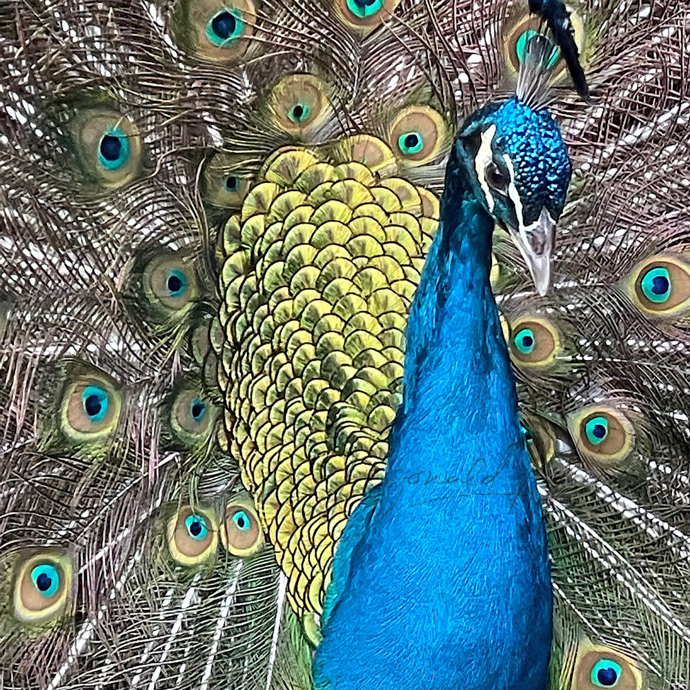 Peacock fmcz22