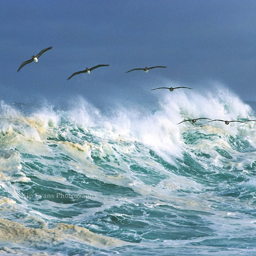 Surfing pelicans kipevans eztjup