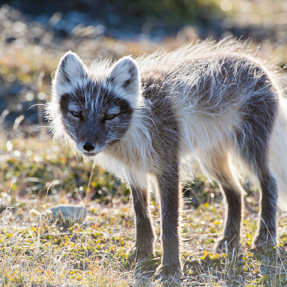 Arctic fox c kipevansmissionbluea53i0135 vyvmre