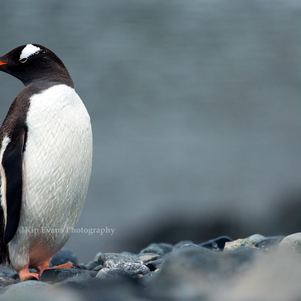 Gentoo penquin c kipevansag4v5960 vytxbh