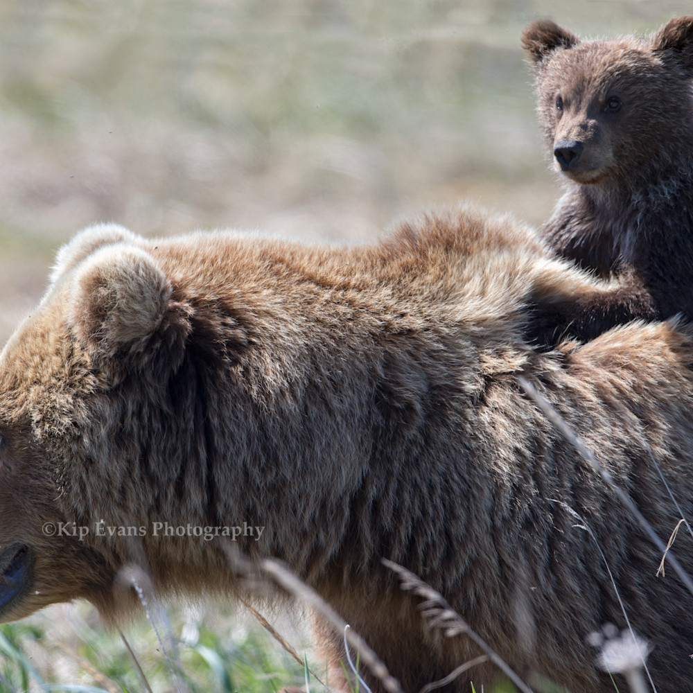 Mother bear and cub kipevans ag4v0955 wvgsqw