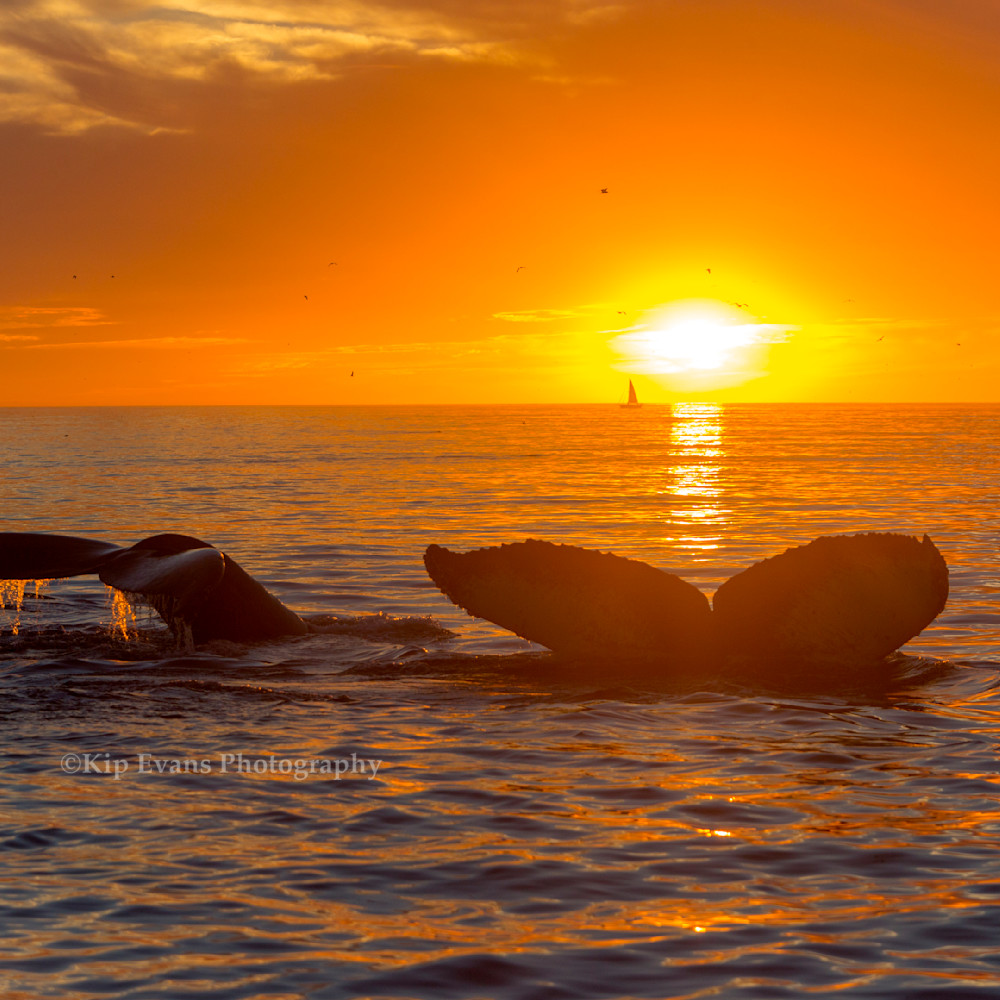 Sunset with the whales kipevansag4v6924 ovv6k5