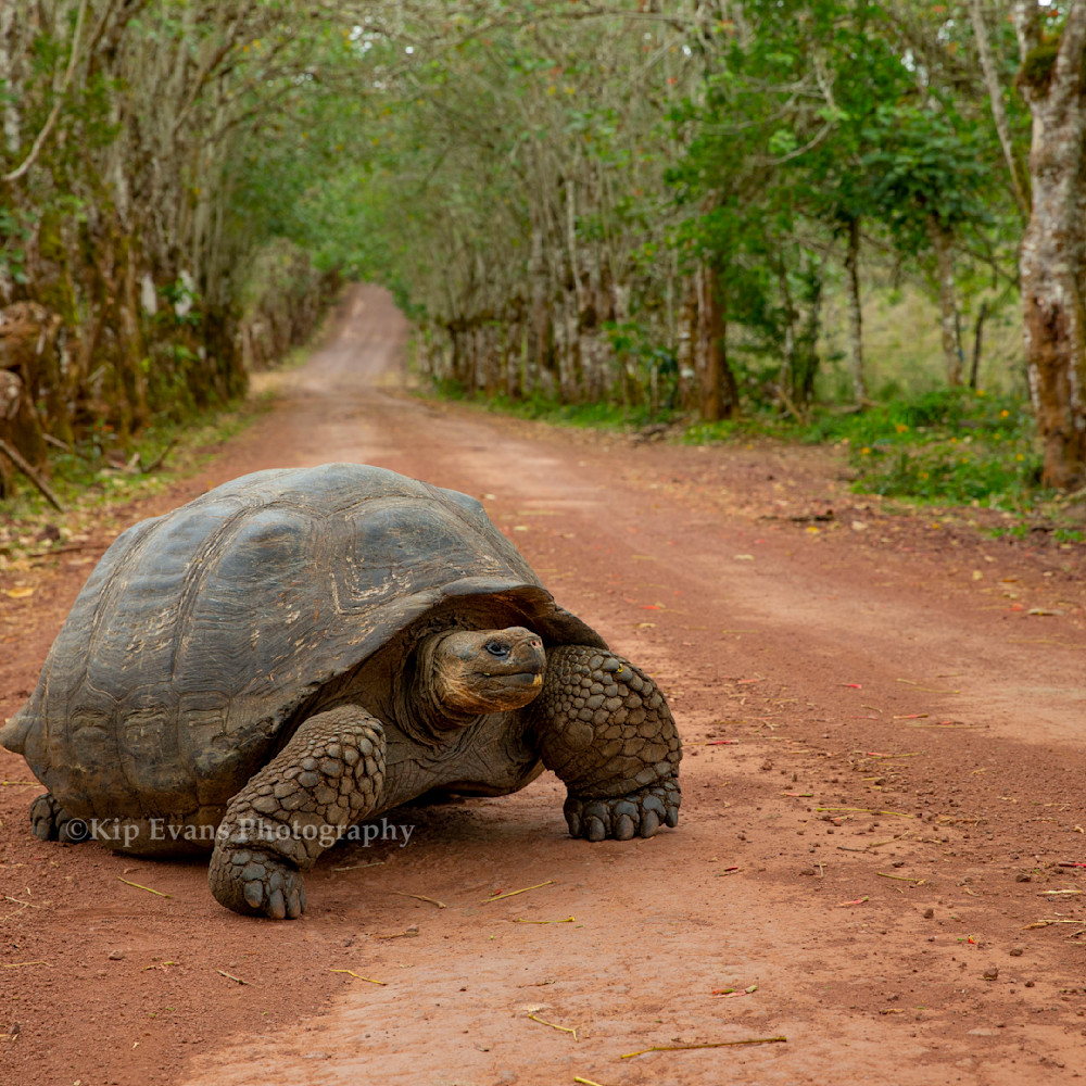Galapagos tortoris kipevans ag4v9692 i4jyxl
