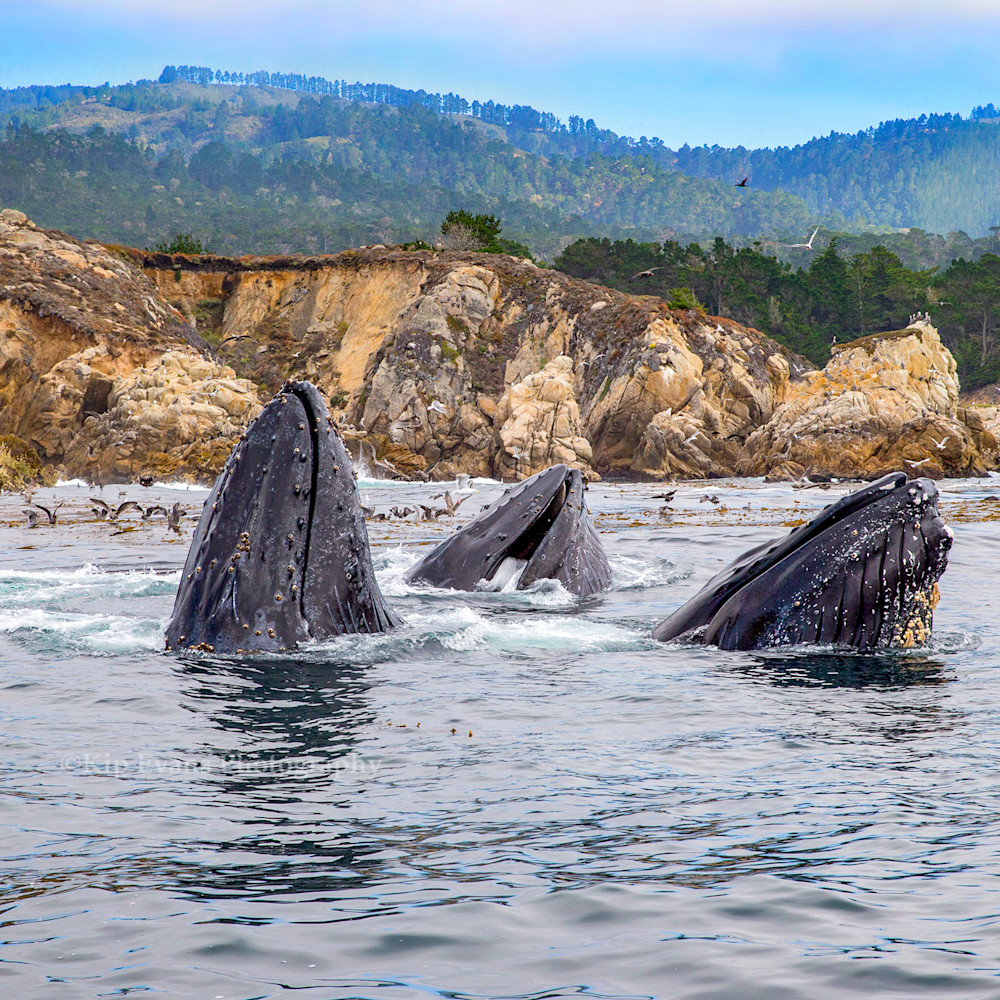 Humpback whales whaler s cove kipevansl c kipevansag4v1445 f51nud