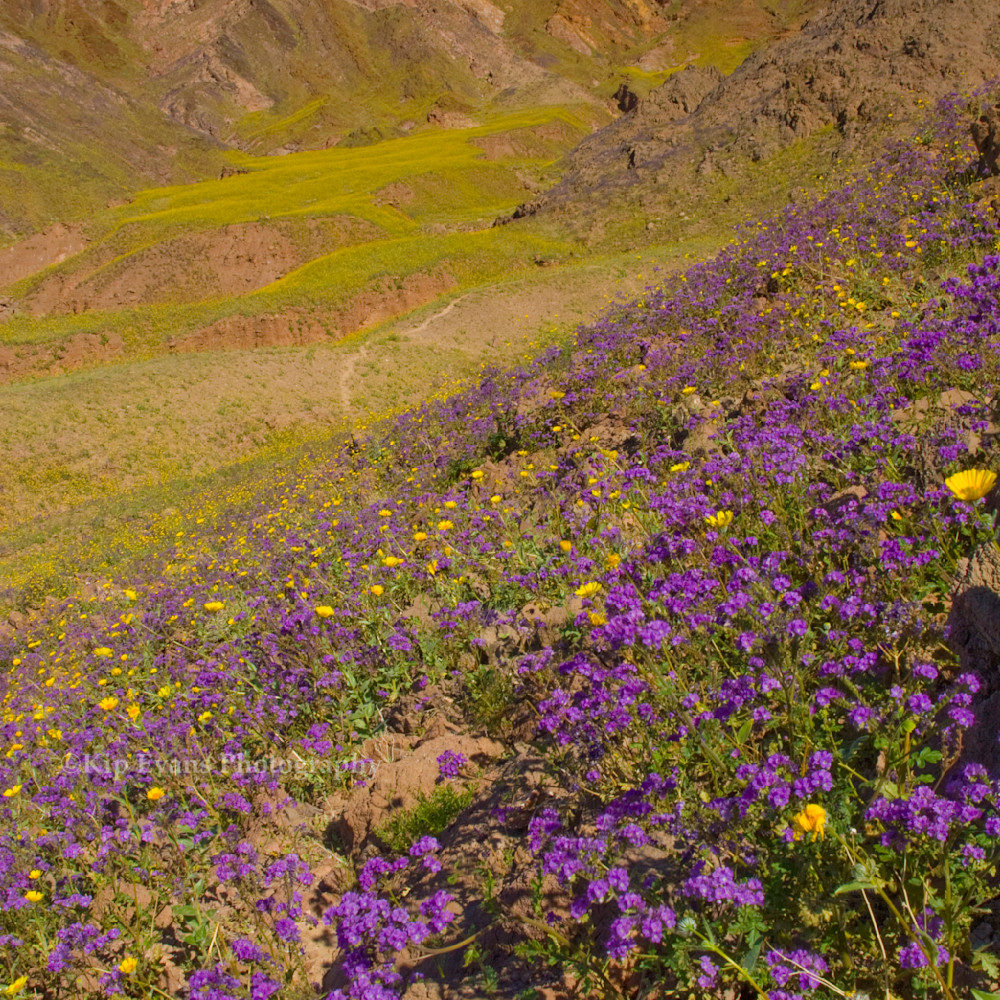 Death valley bloom vpxxlt