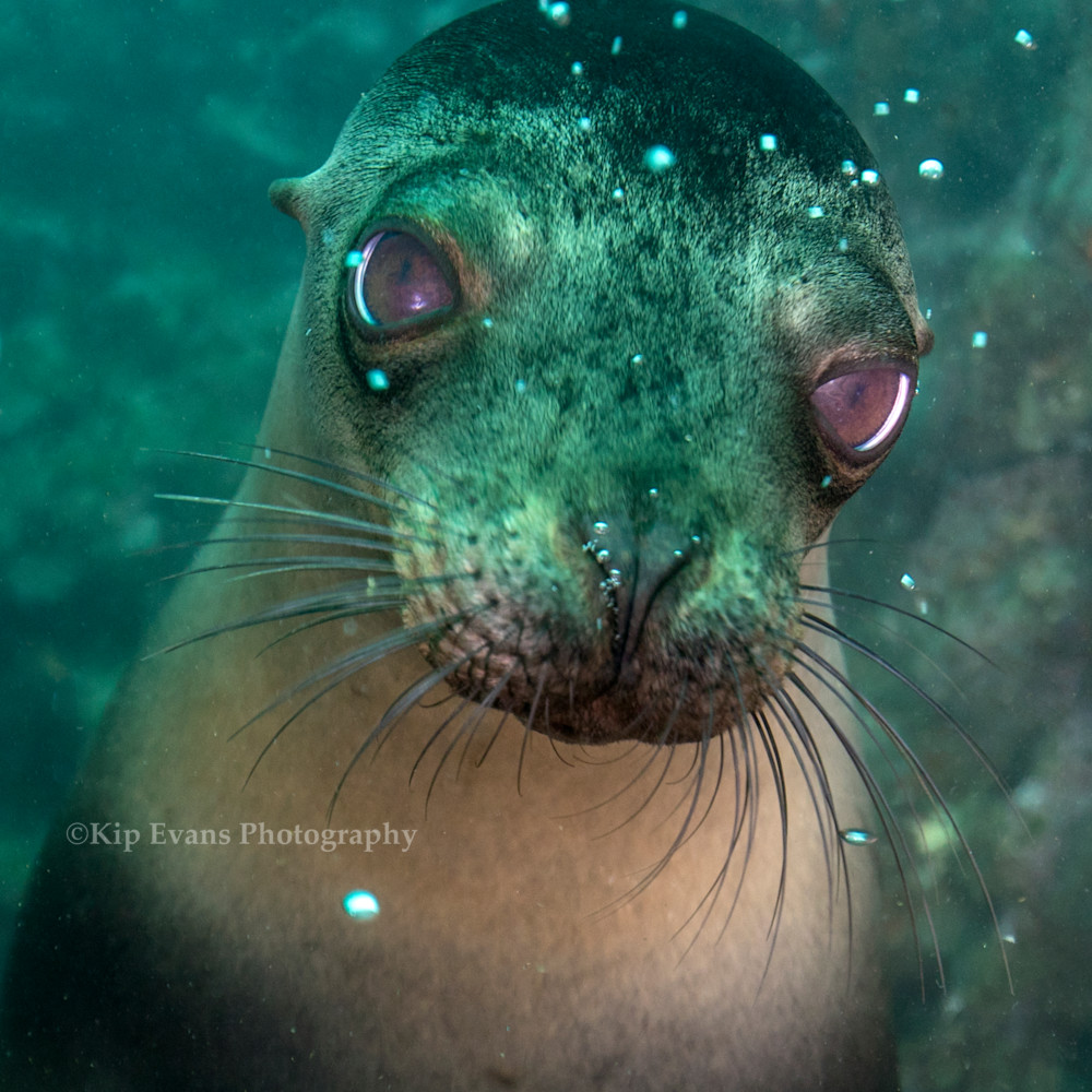 Galapagos sea lion a53i4263 kipevans n3wslr