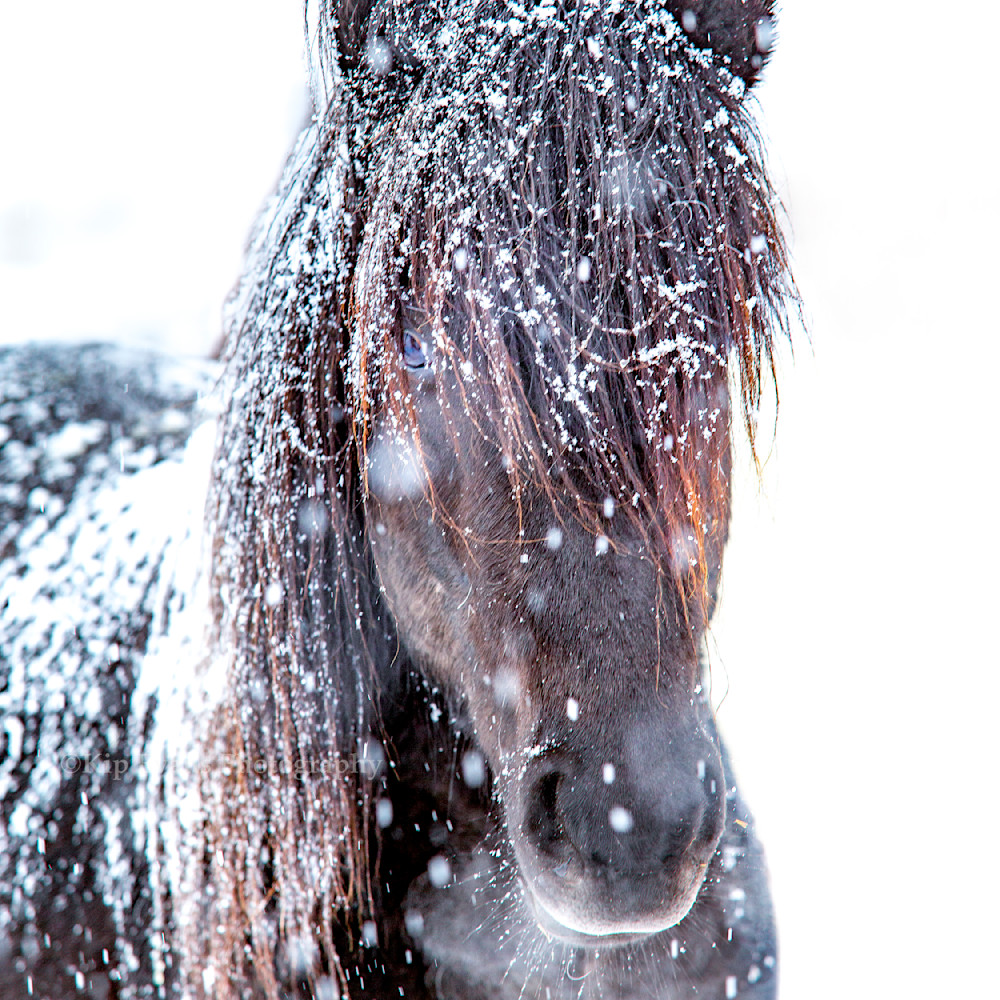 Icelandic horse ag4v7979 kx77xv