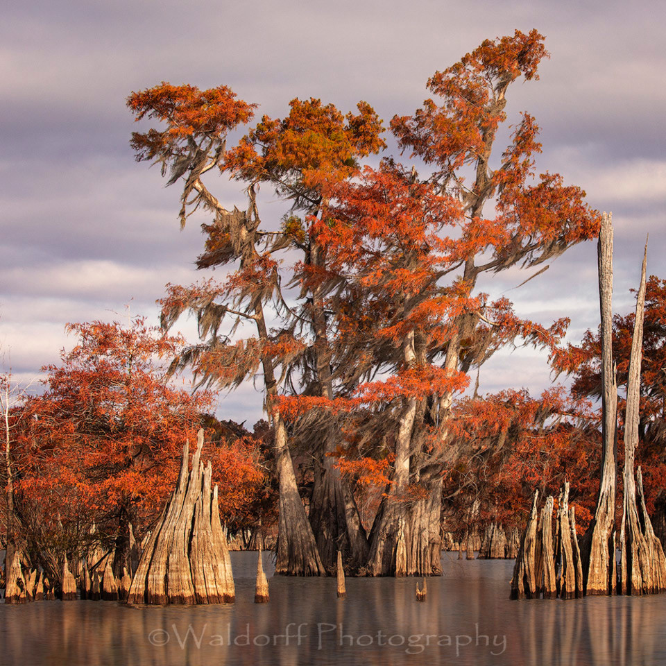 Cypress Trees Of Northwest Florida 8 Fine Art Prints On Canvas