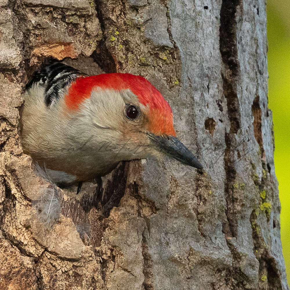Red bellied woodpecker20200524 0025 tyssrm