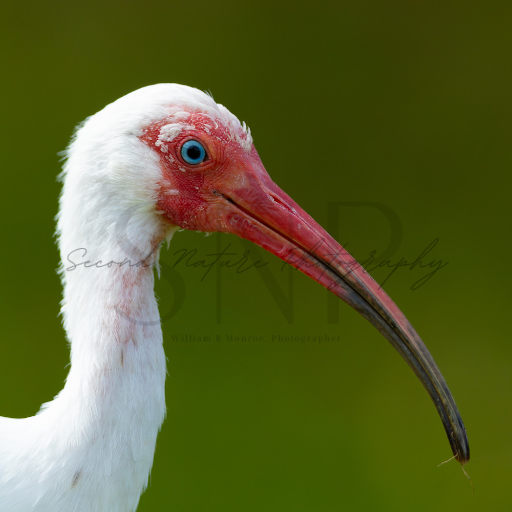 White ibis202103310016 ulzmol