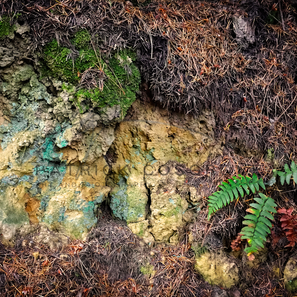 Palomarin lichen and fern mfzt3v