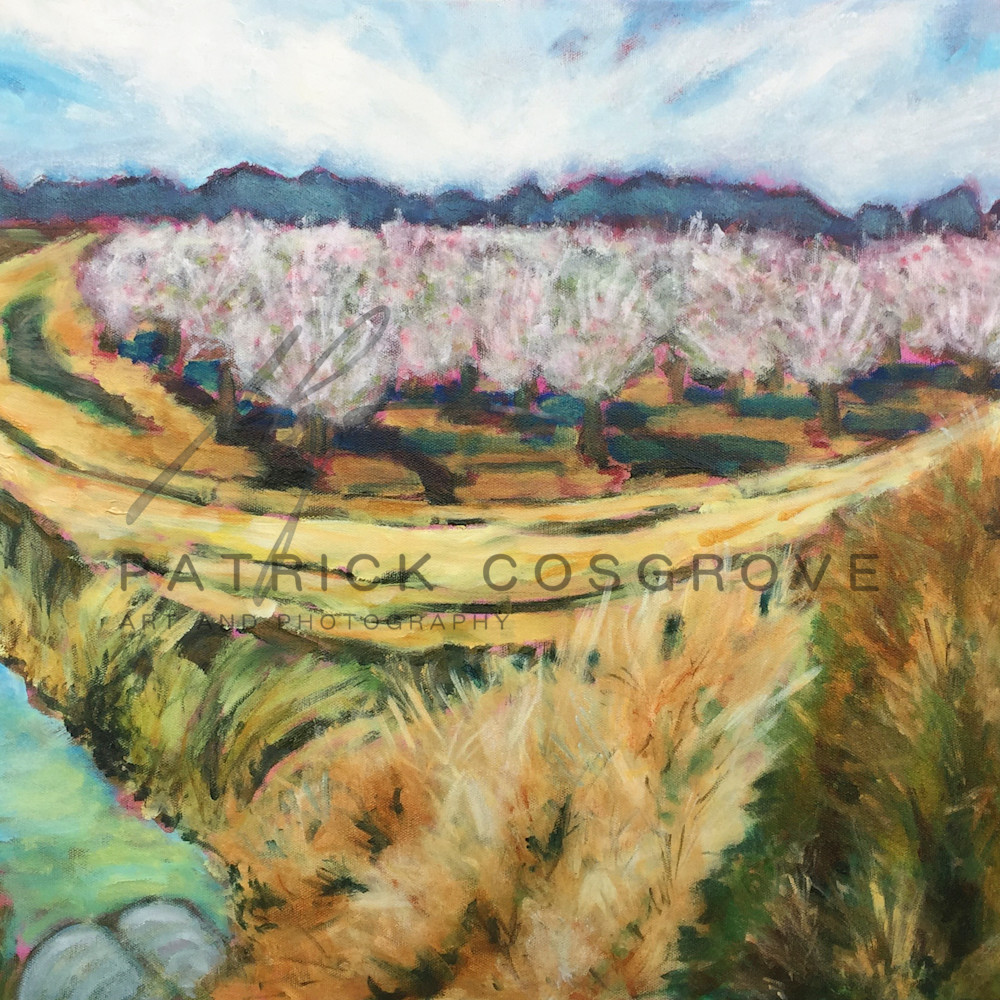 Almond orchard in bloom ezcili