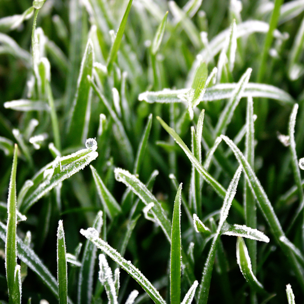 Frost on grass actioned edit gqajxd