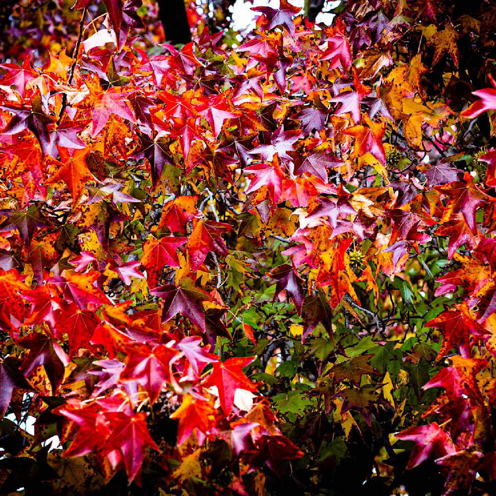 Fall colors eq42sw