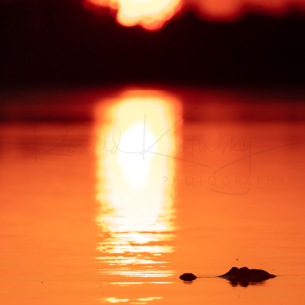 Foggy Morning Sunrise Blue Heron 8x10 Picture Print Kodak Professional ENDURA E 