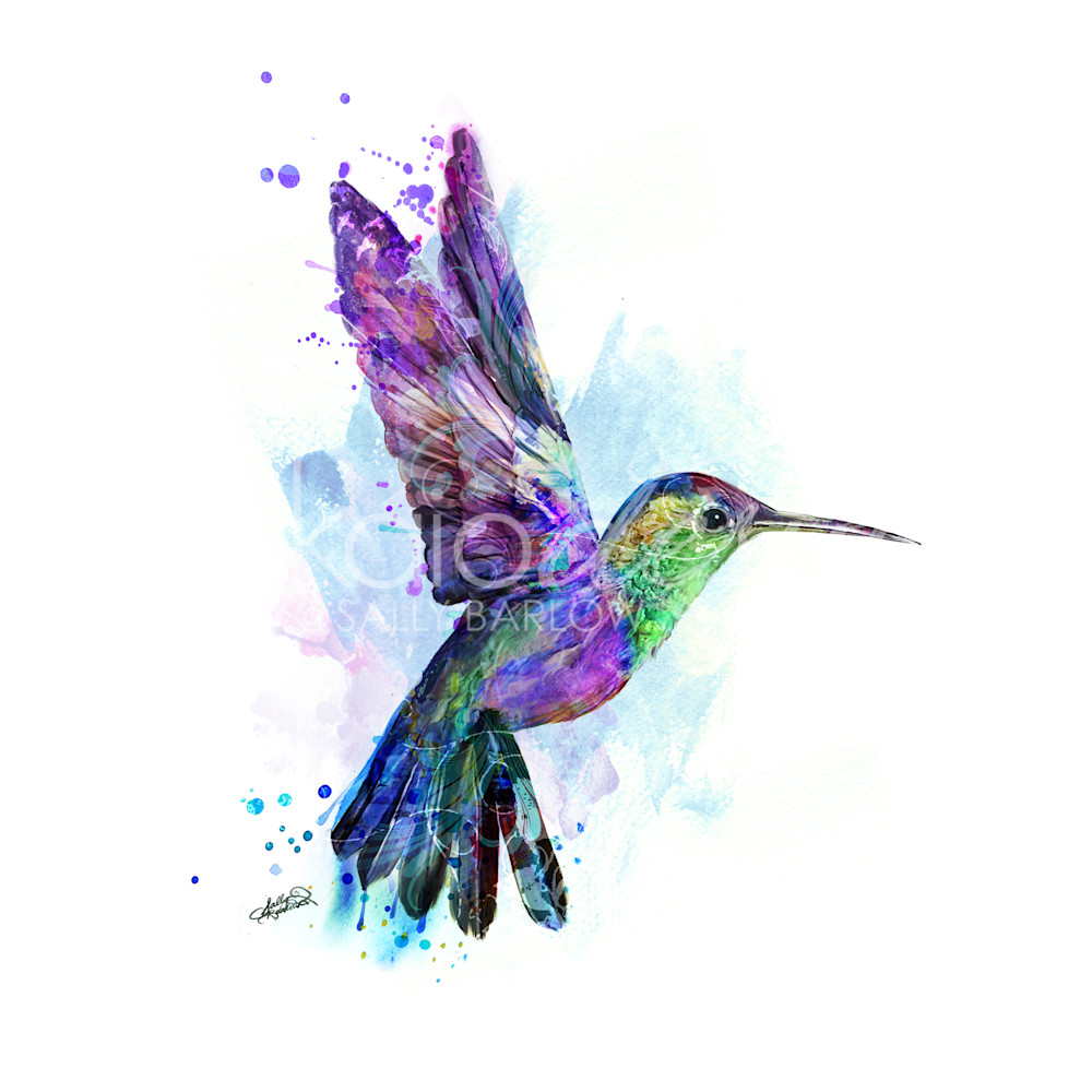 Hummingbirdsq zurrry