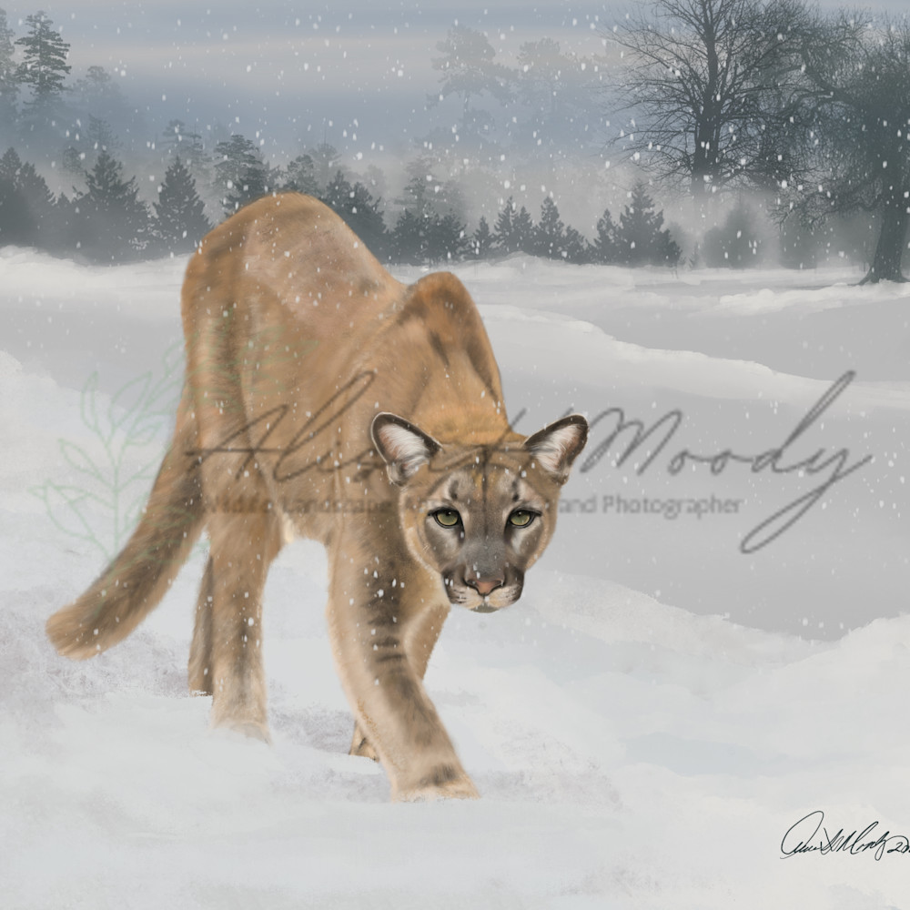 Cougar in snow g4wzbd