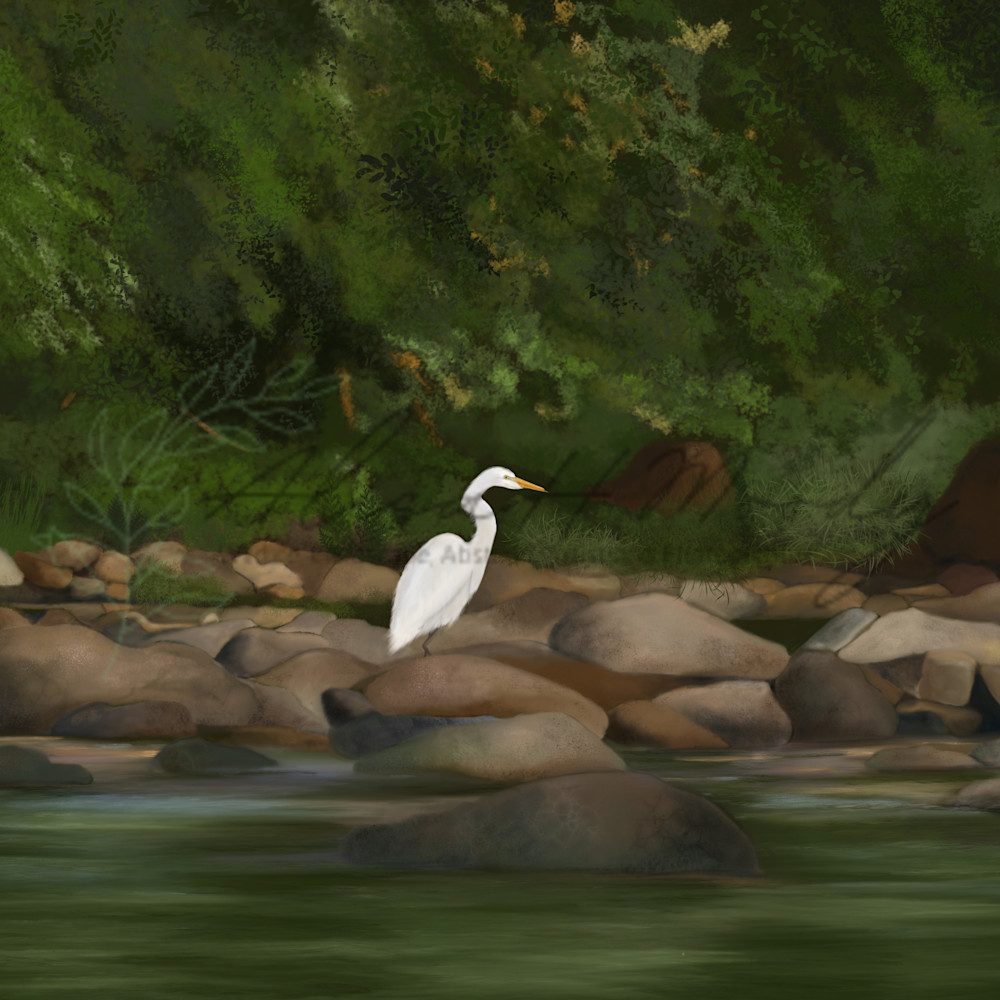 White egret on the new river qbresv