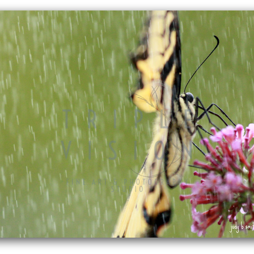 Butterfly rainy nectar img 319 3535042444 o ccoxnr