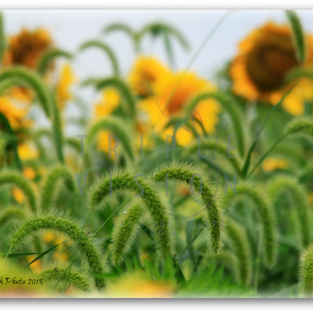 Cattail sunflower 3535051320 o sbhifx