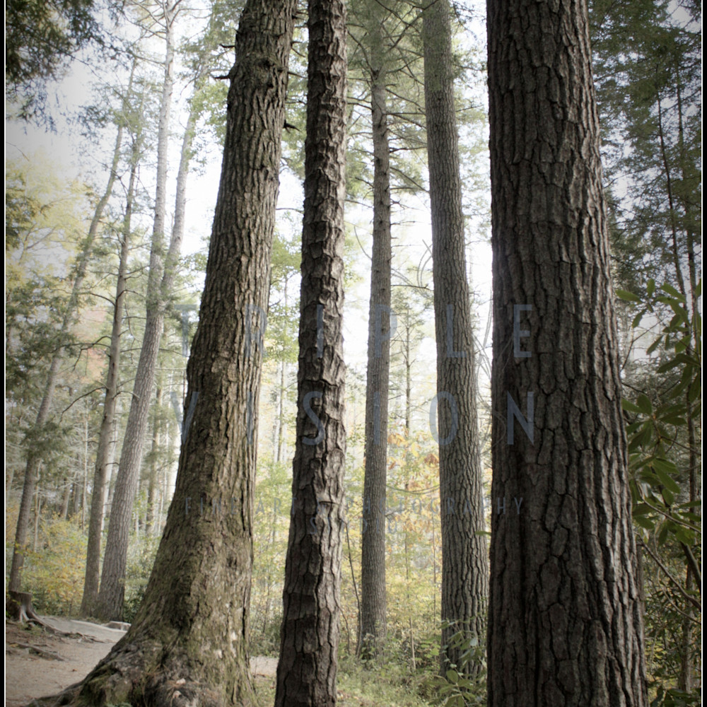 Img 4349 tall trees n bark linville framed xv28gt