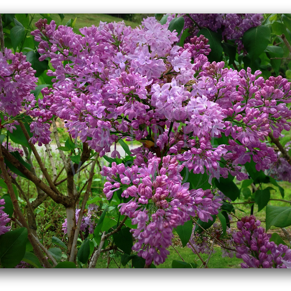 Lilacs today framed img 4930 ormtwg