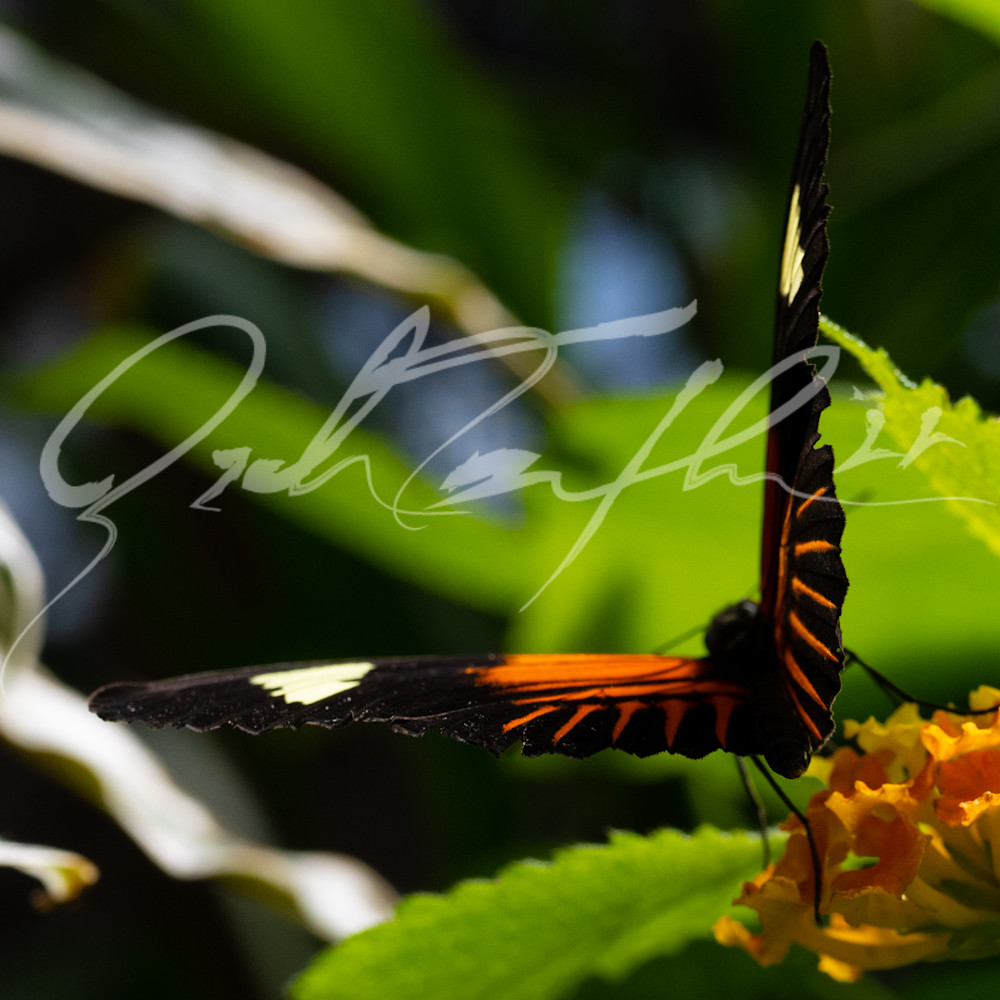 Butterfly 03 wqprh8
