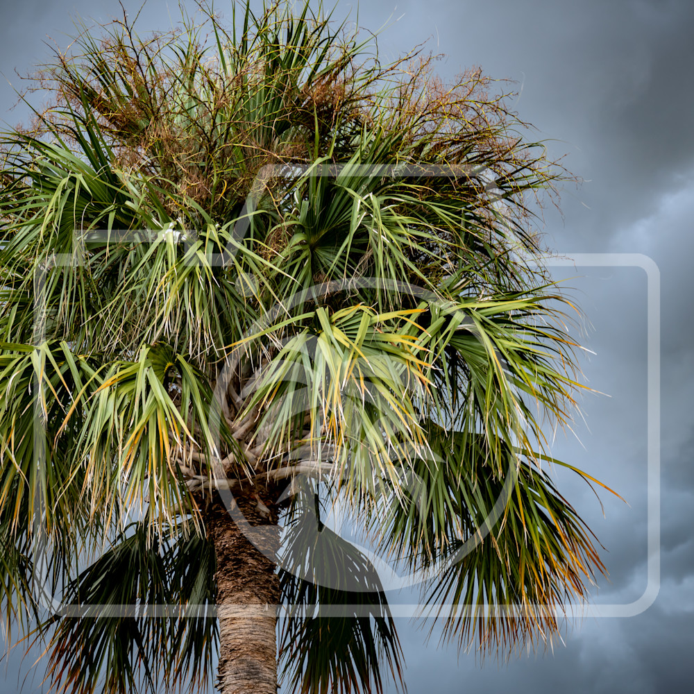 Nature palm tree storm lxmfj1