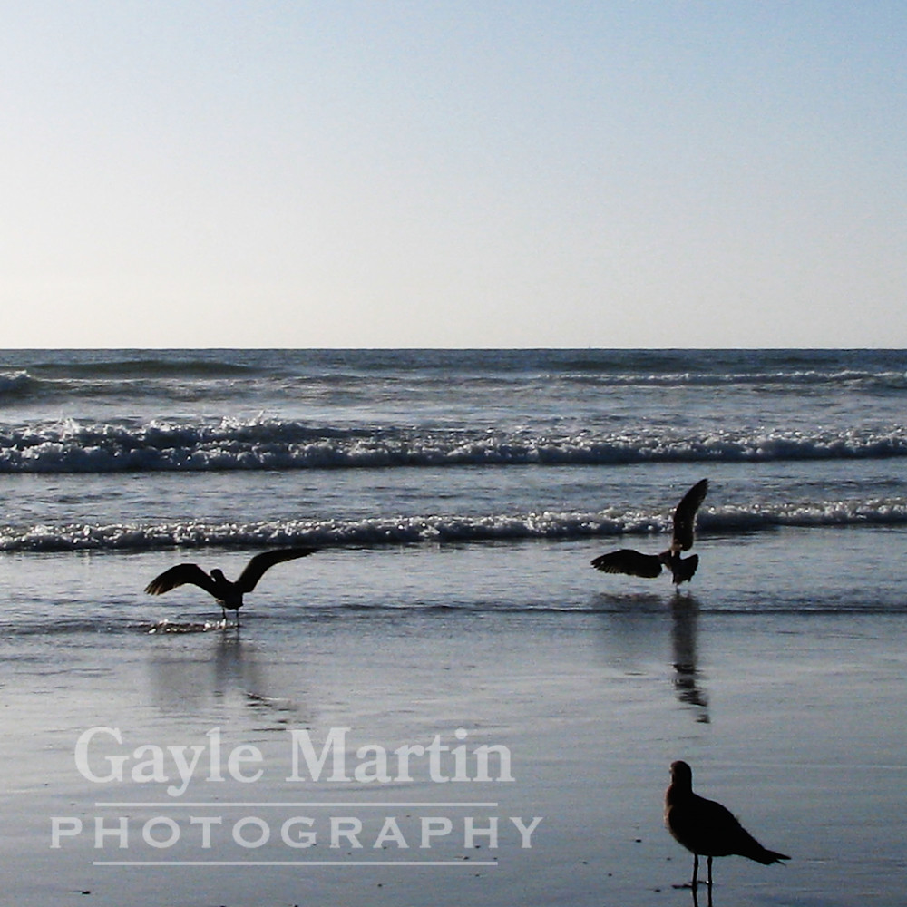 Seagulls on beach copy irpvhb