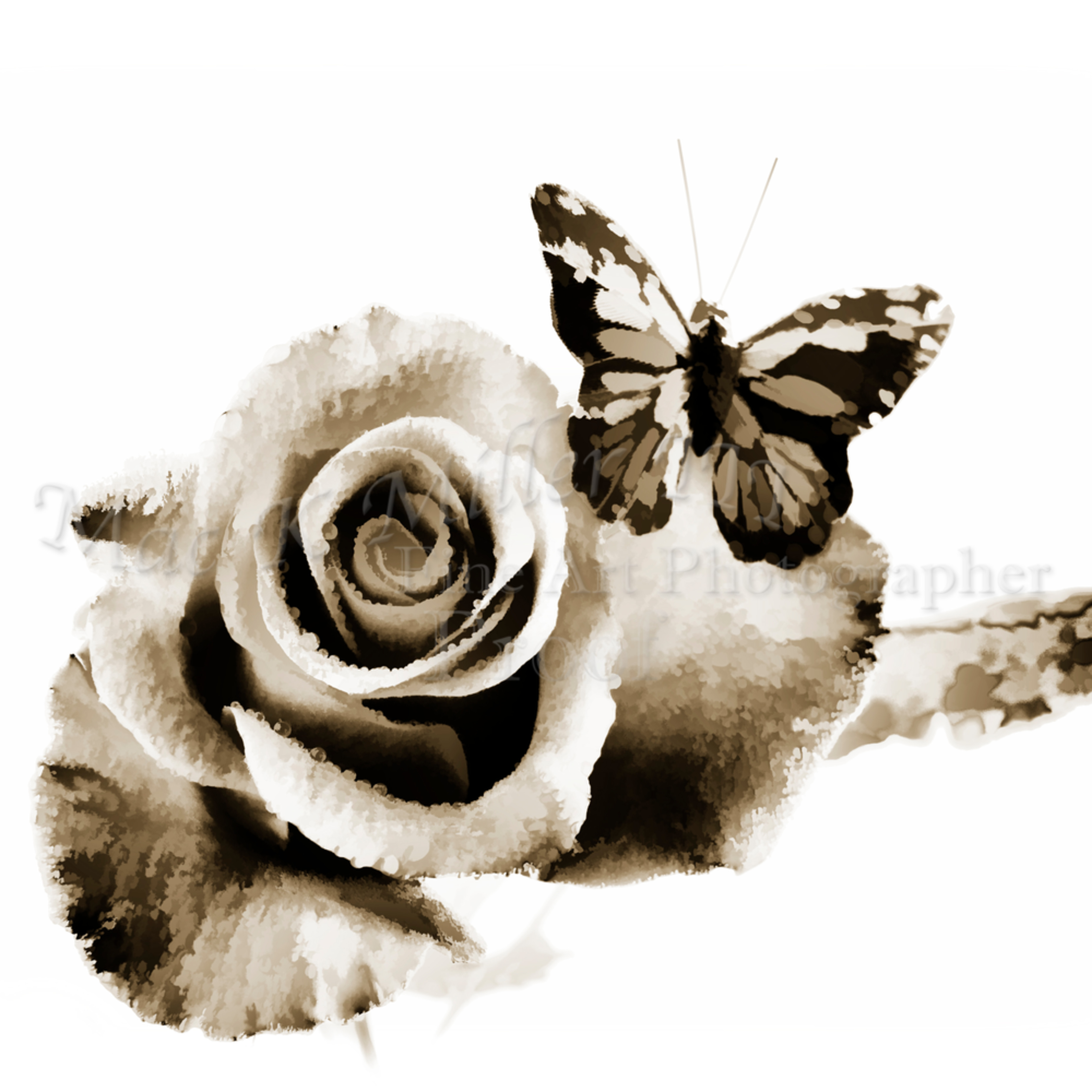 Rose Flower And Butterfly Painting In Sepia 3184 01