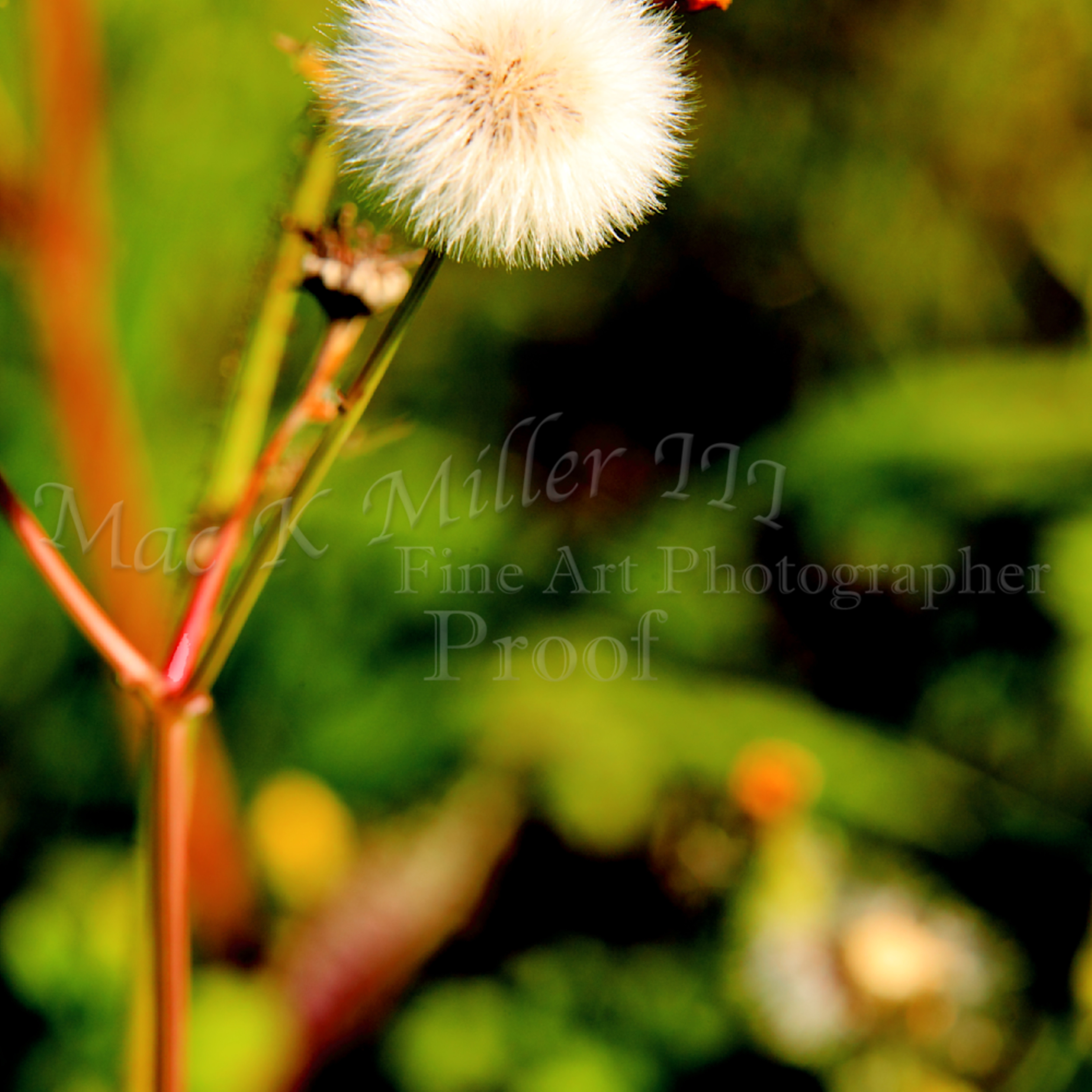 Wild Dandelion Puff Ball Art Print 1400 07