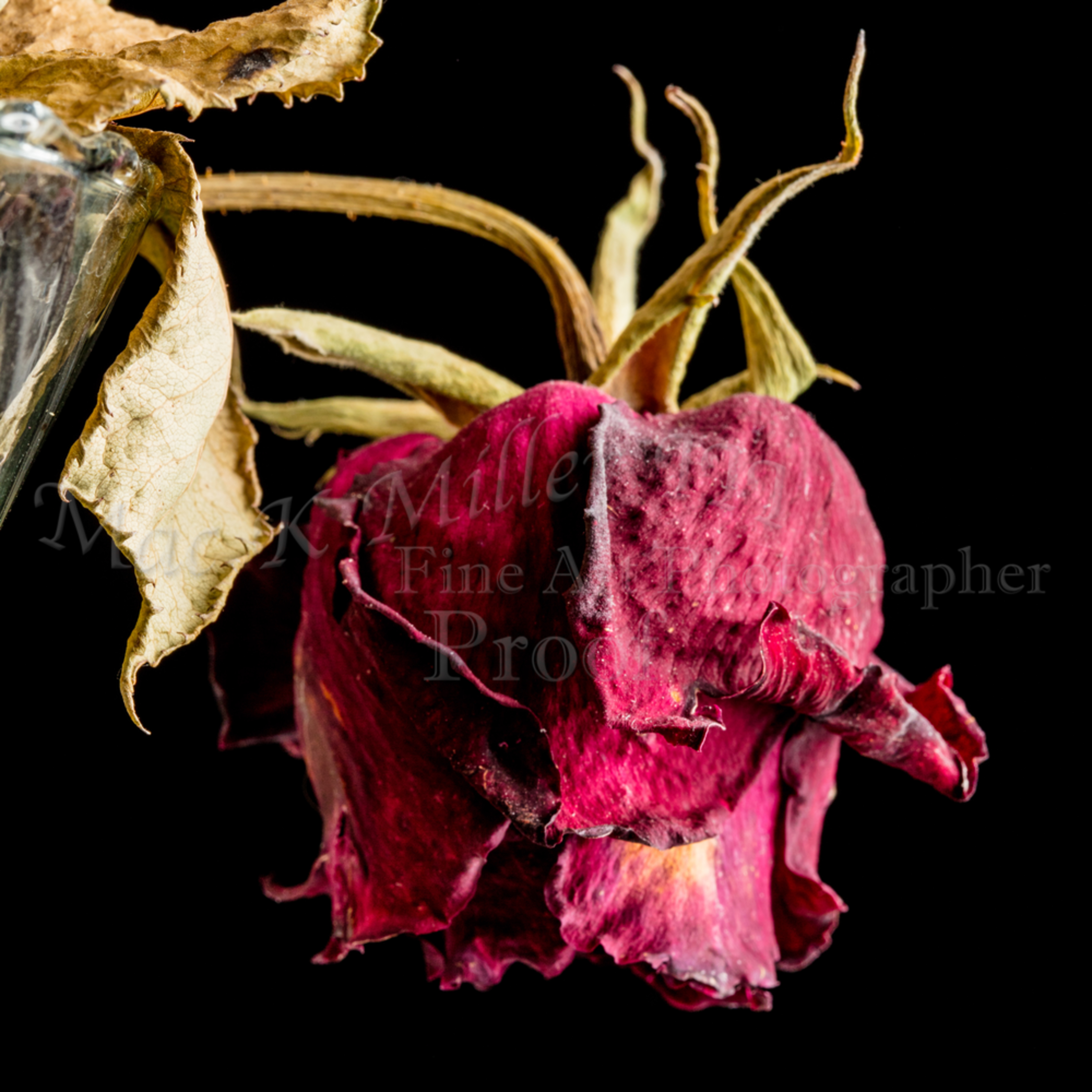 Single Dead Rose Flower Faded Love Wall Art 6012 02