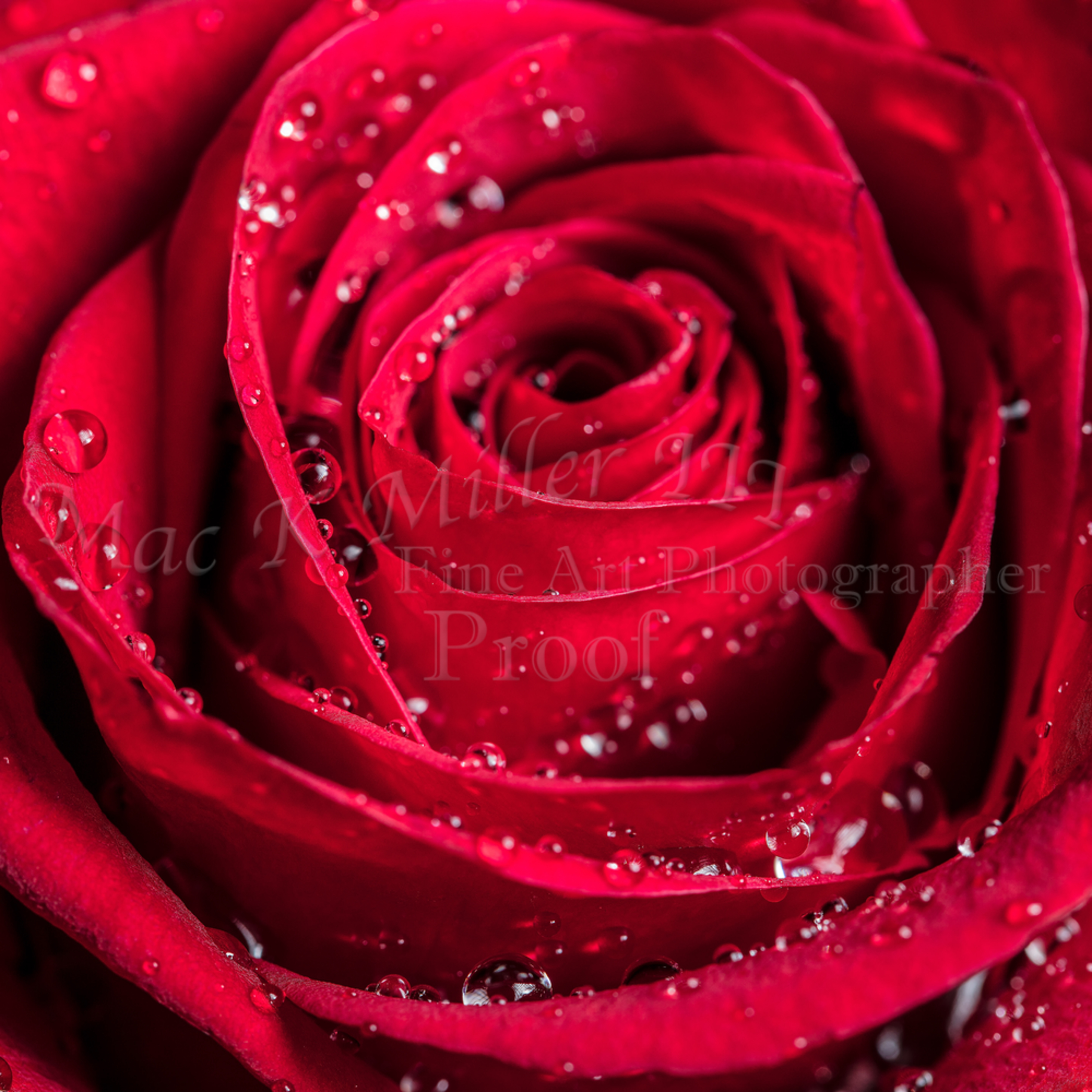 LARGE SOFT PINK ROSE CANVAS PRINT mounted and ready to hang 30 x 20 inches