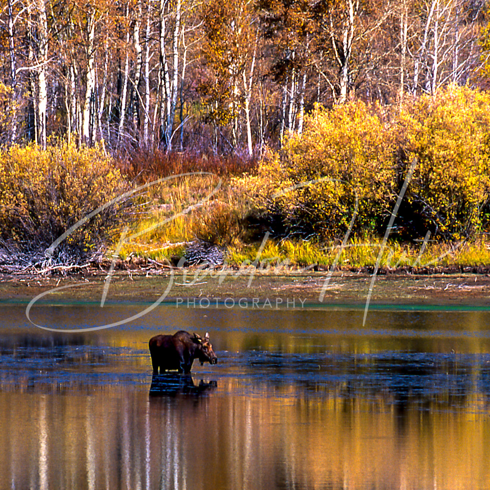 20061216 20061216 yellowstone moose ocaucd
