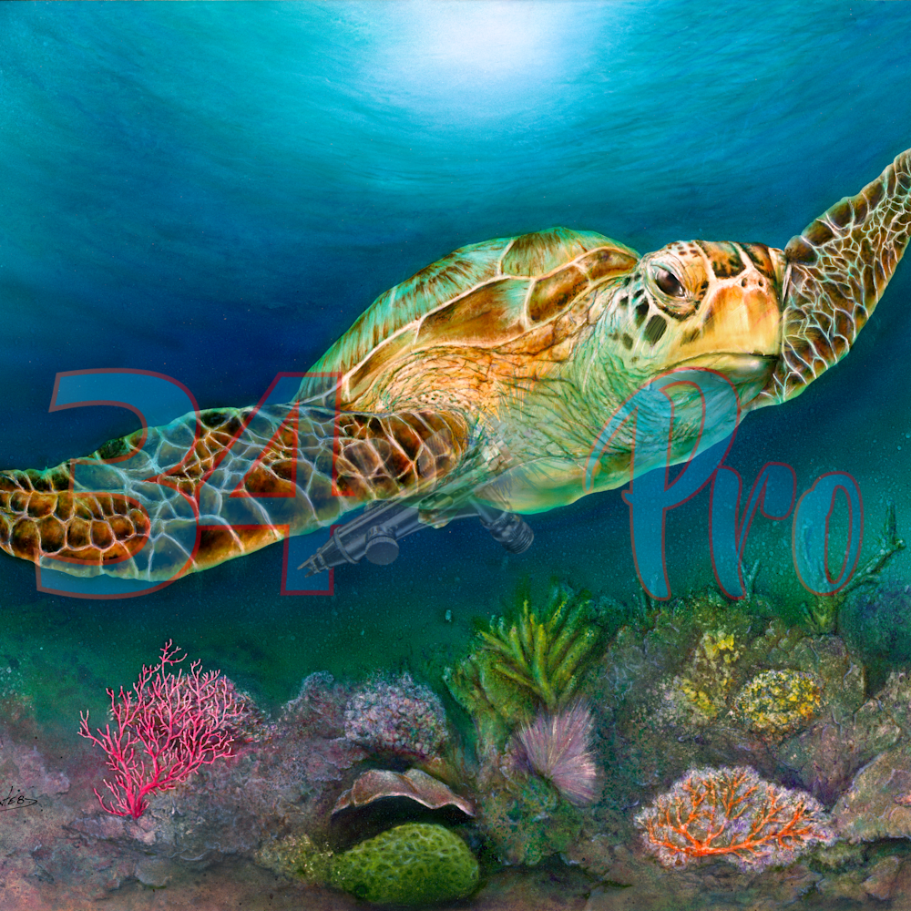 Sea turtle ii p4gnmn