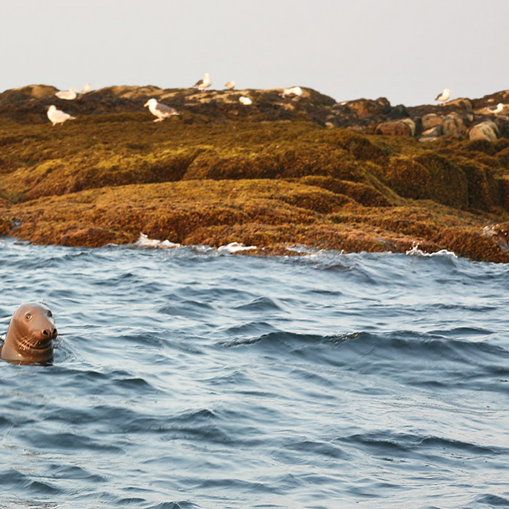 Seal rocks salvages gulls rockport zl0wei