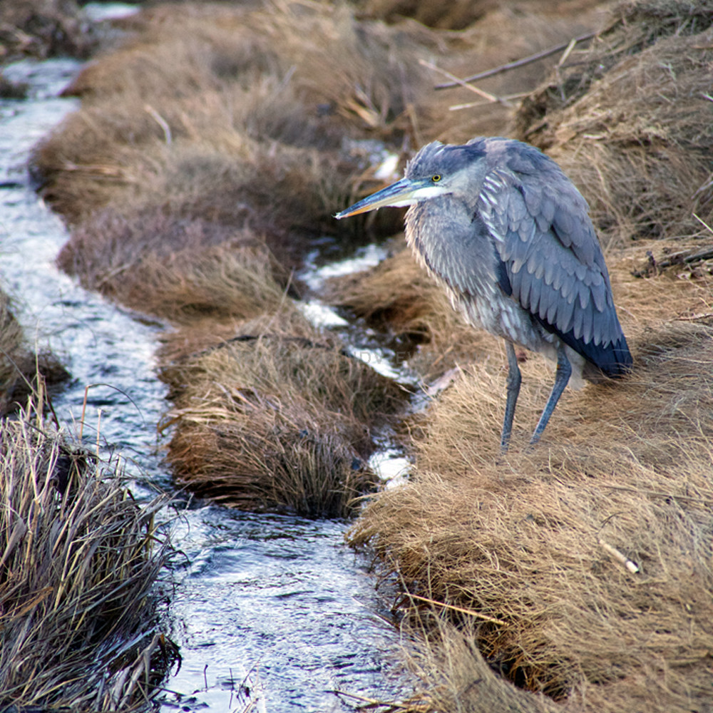 Great blue heron marsh stream zwhqww