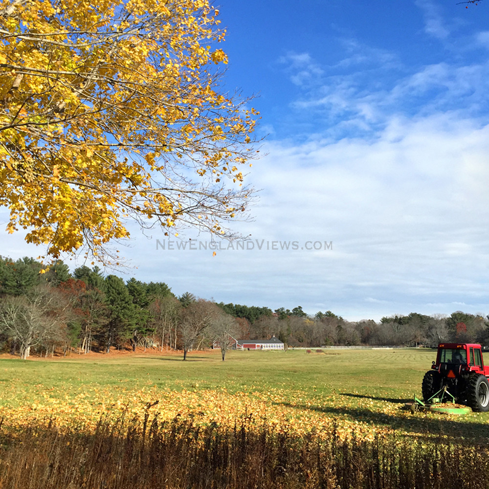 Blue sky yellow tree red tractor srodyc