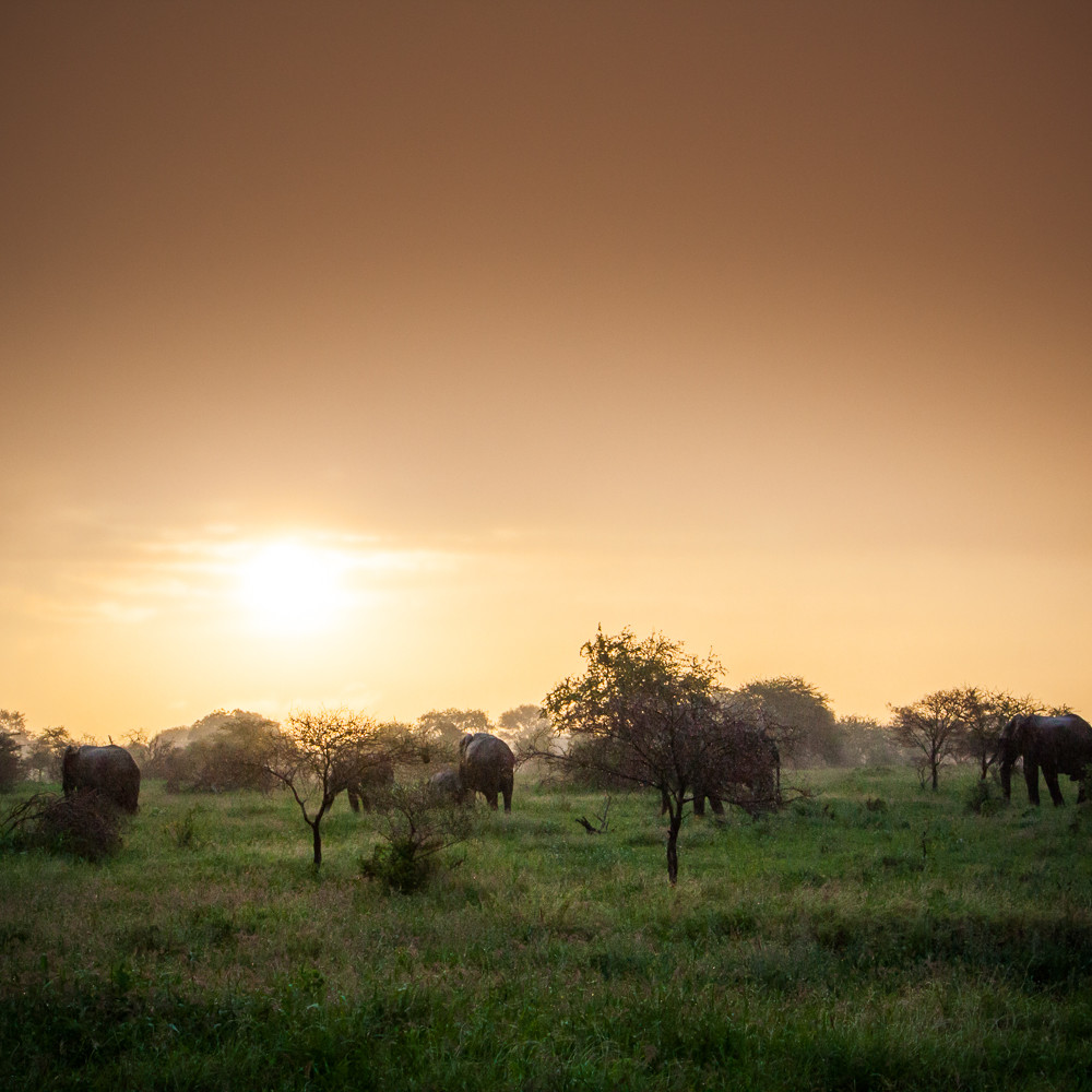 20101221 elephants at sunset img 2574 rgpubw