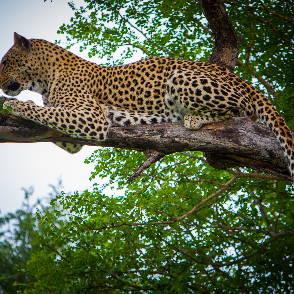 20101215 leopard in tree img 2113 mlnsu6