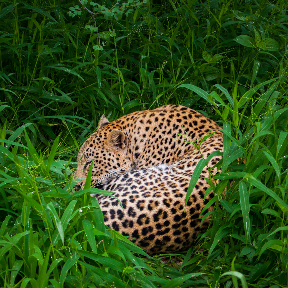 20101215 sleeping leopard p1020861 youyqq