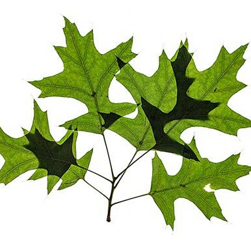 Leaves grouping vjcdre