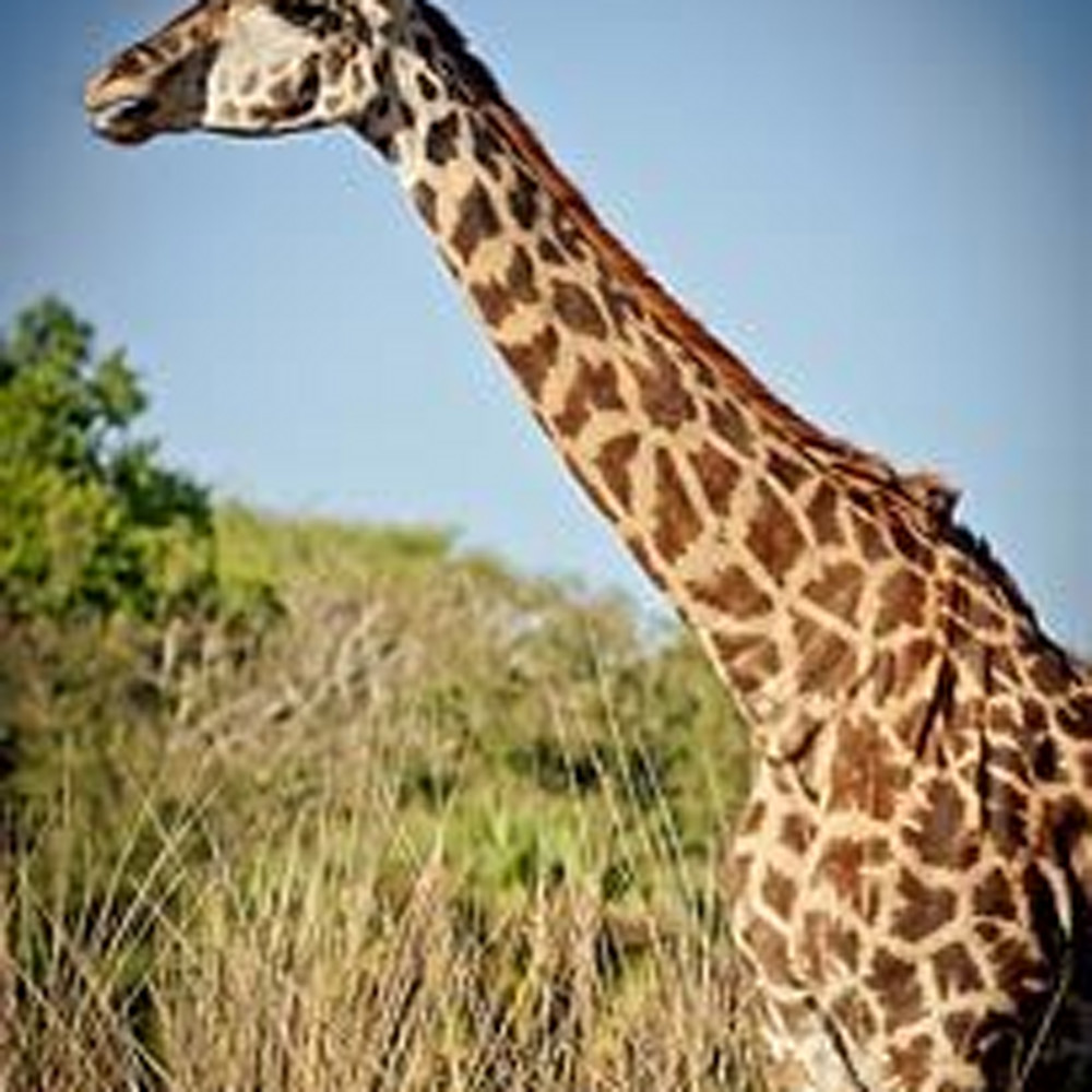 Exotic animals   giraffe iii ppjzxo