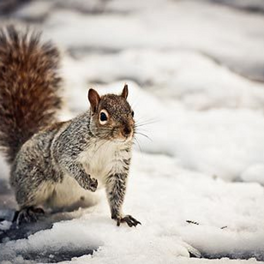 Winter squirrel wsbqae