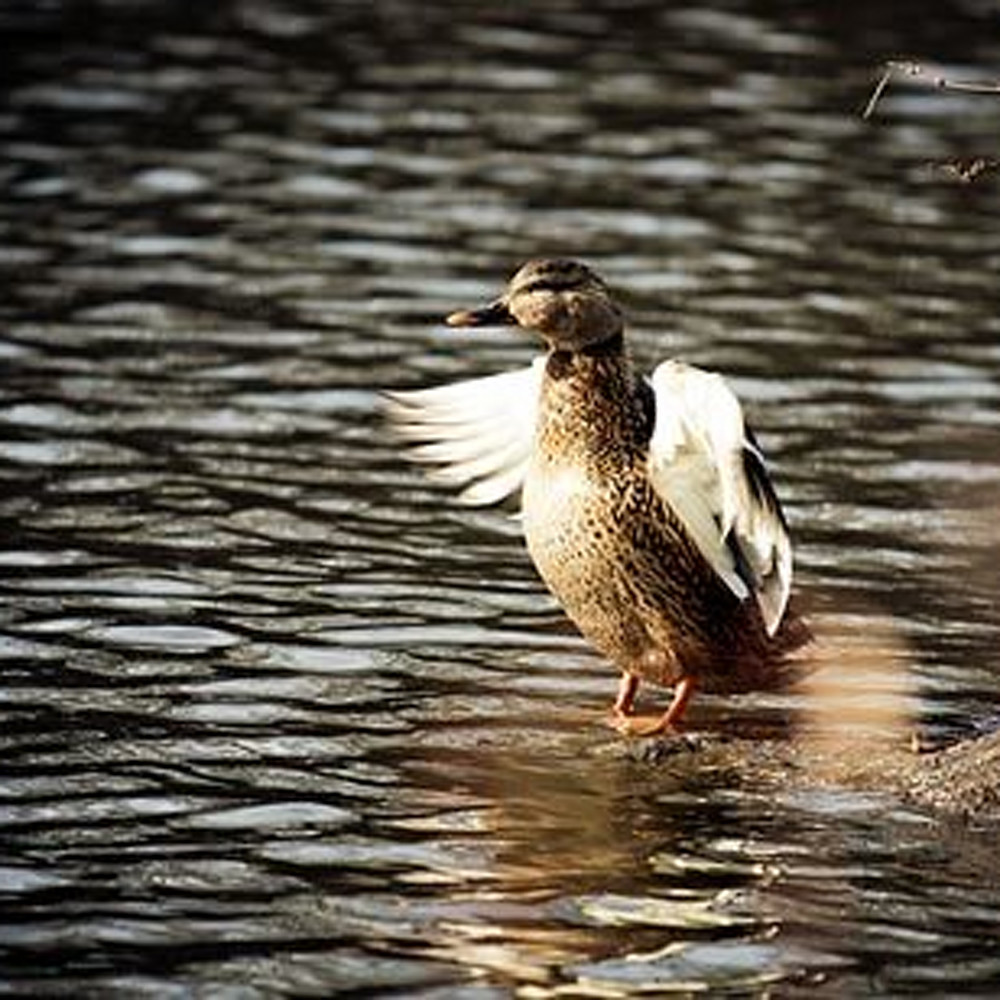 Duck on water nzphhs