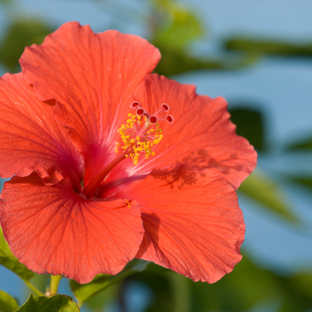 Grand Bahama Island, The Bahamas; a large red hibiscus flower with blue ...