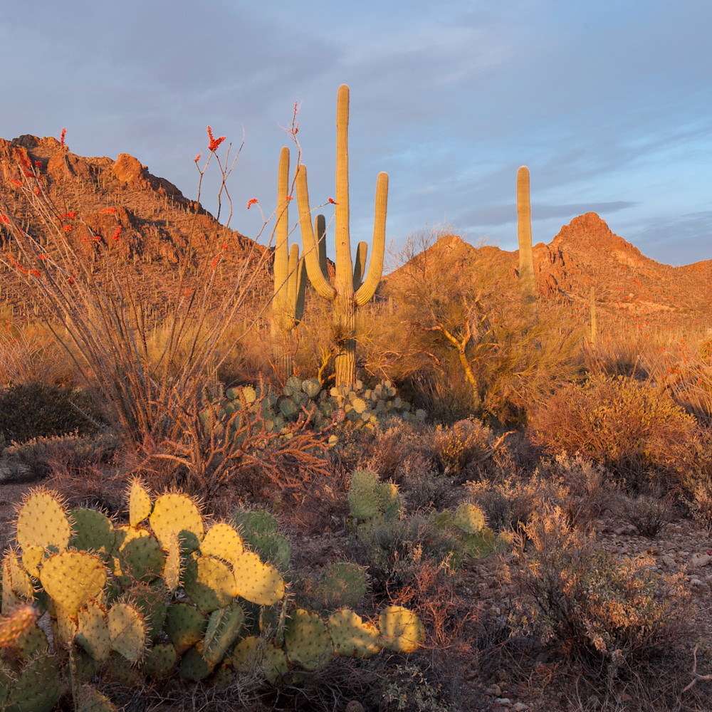 Desert Sunset Saguaro & Ocotillo, Tucson, Arizona
