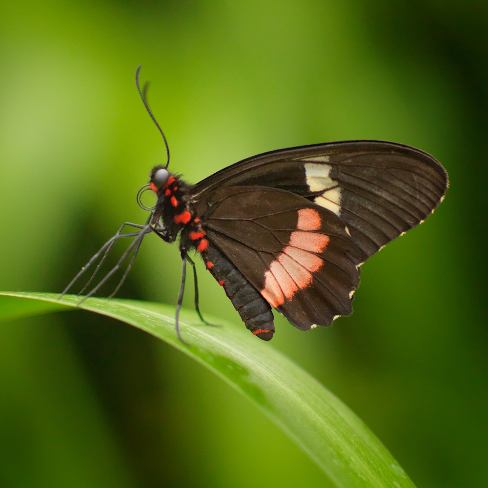 Rainforest butterfly mrqsrk