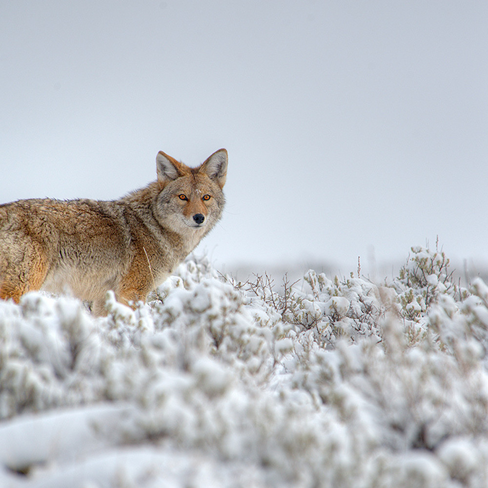 Coyote in winter ubniu7